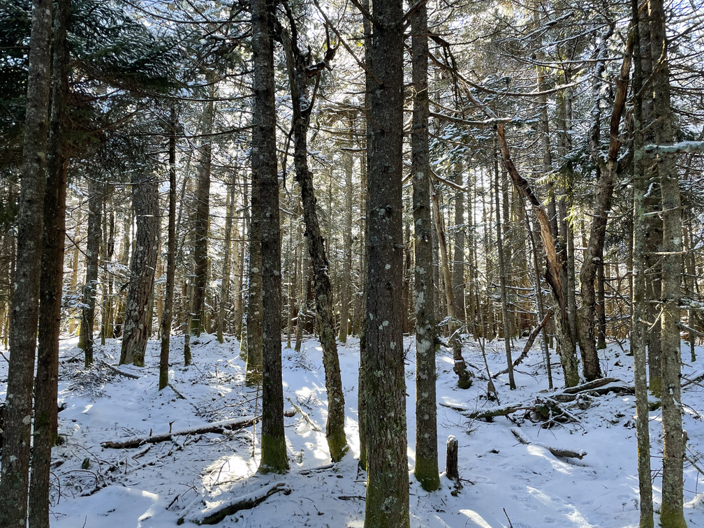 Snowy conifers near summit