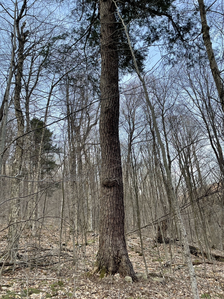 Huge Hemlock tree