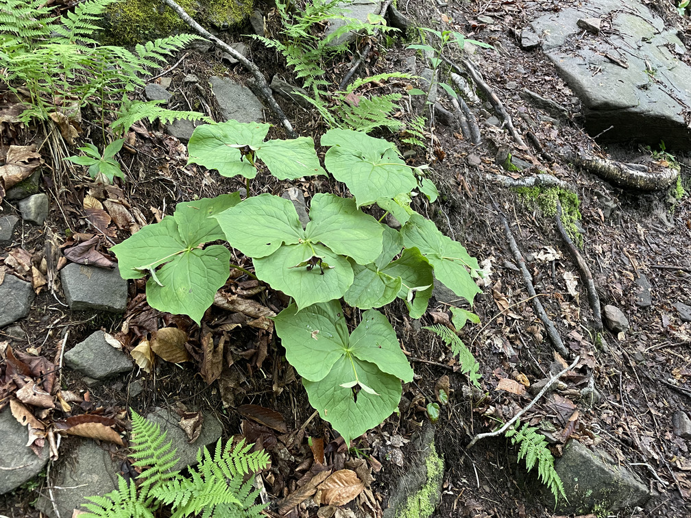 Trillium post peak