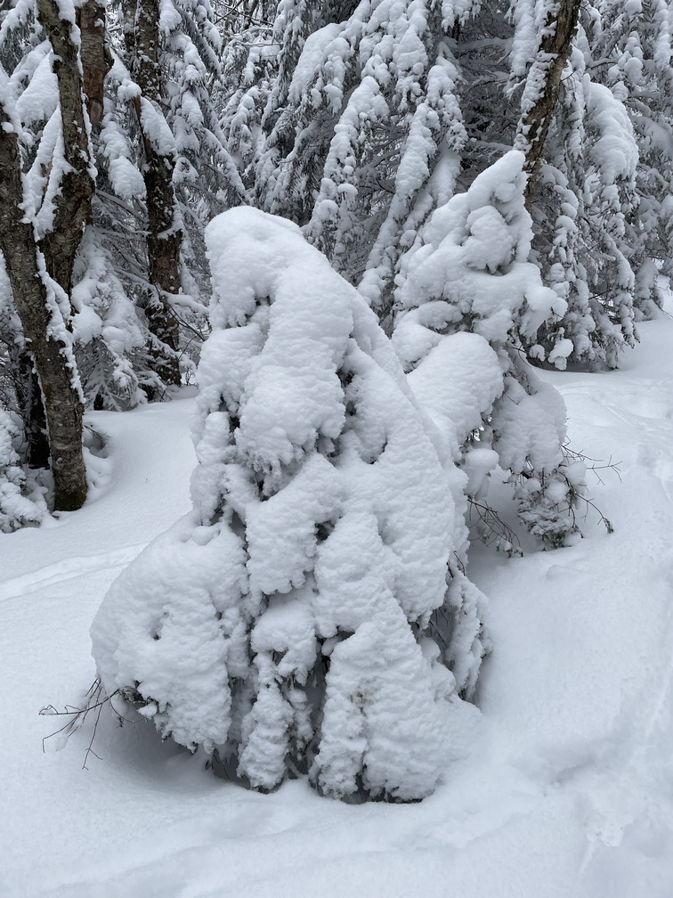 Snowy tree