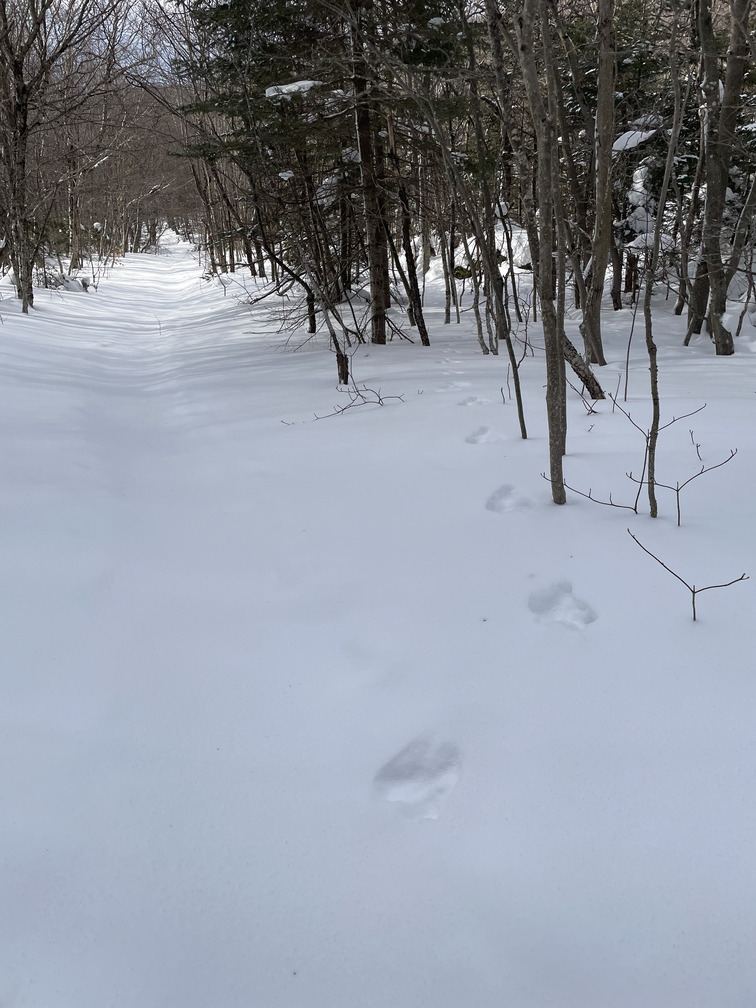 Snowshoe hare tracks