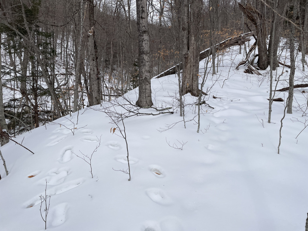 Hare tracks?