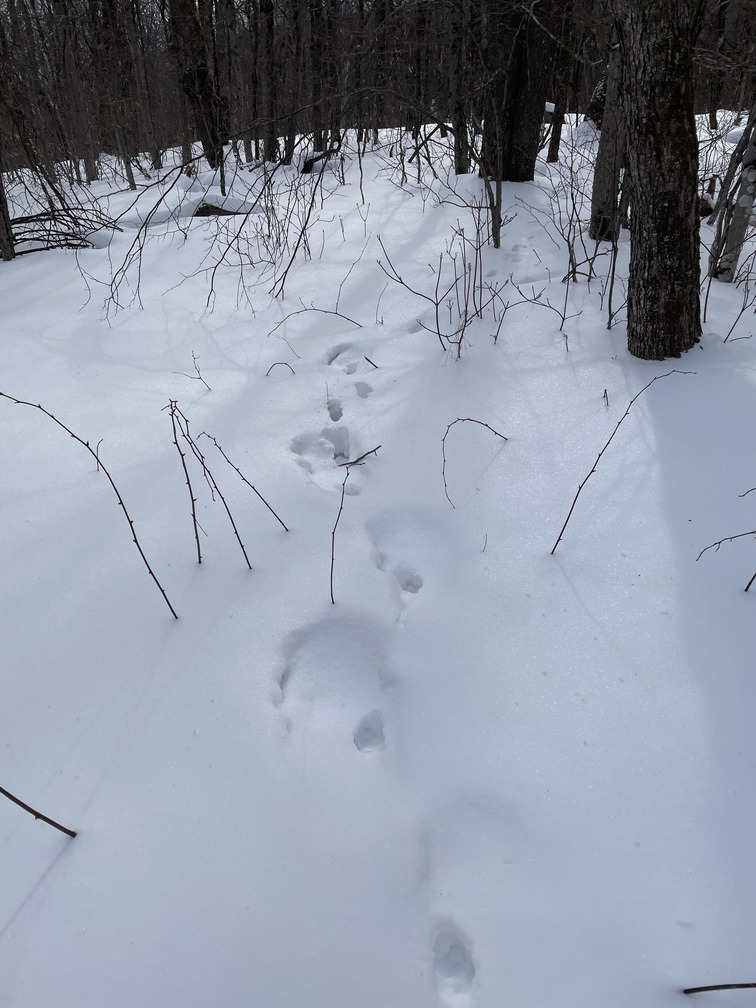 Snowshoes and animal prints