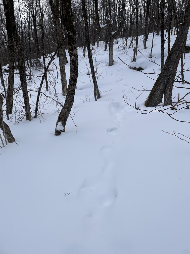 Snowshoe tracks going up