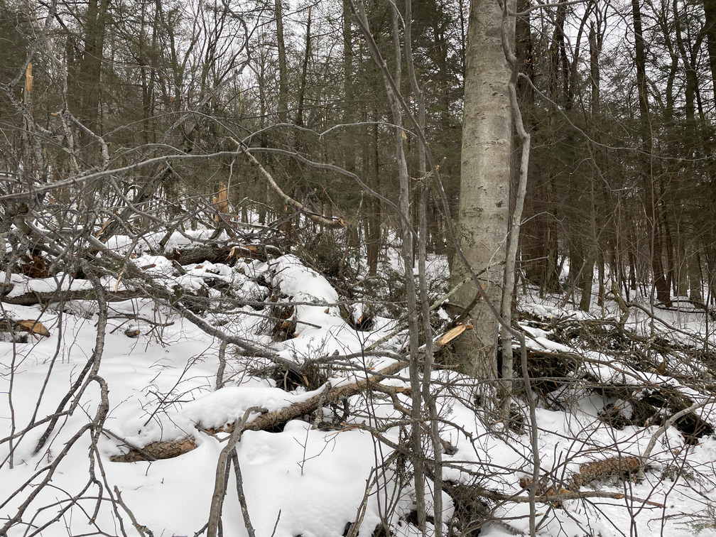 Fallen Hemlock