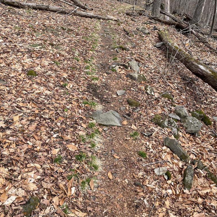 Sedge Grass growing in