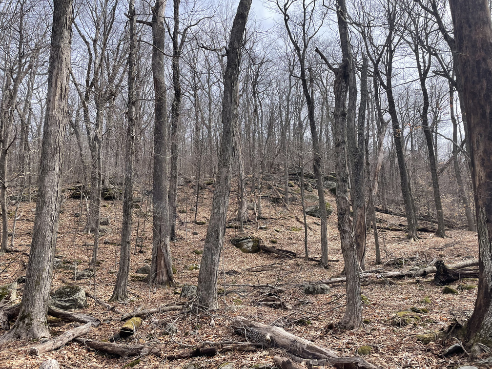 Start of Hoyt Hollow bushwhack