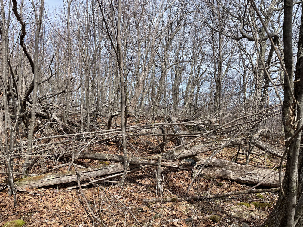 Blowdown on Hoyt Hollow summit