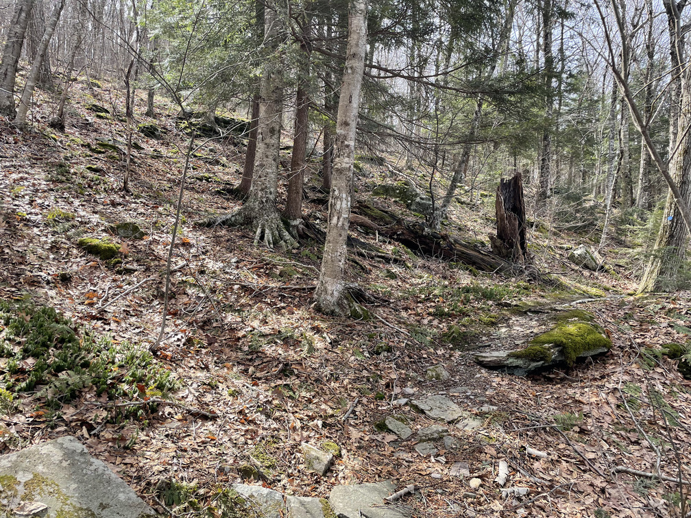 Bushwhack start point for Hoyt Hollow